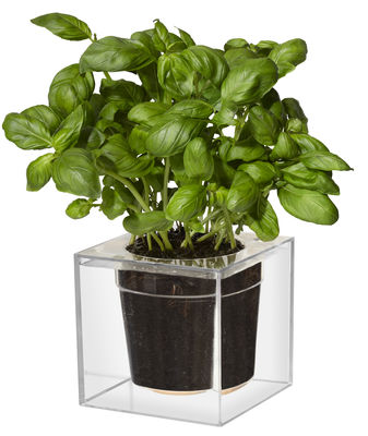 Boskke Cube Flowerpot. Transparent