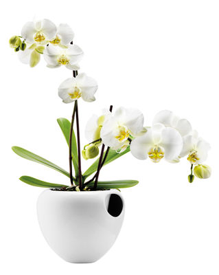 Eva Solo Flowerpot - with water tank - For orchid. White