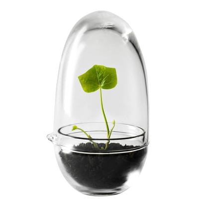 Mini serre Grow Small verre transparent / Ø 8 x H 14 cm - Design House Stockholm