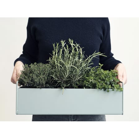 knorriger olivenbaum kaufen Olivenbaum 'Cultivo' – Olea europaea – 220 cm kaufen – Luna's Leaf Co main image 1