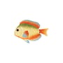 Assiette Fish rainbow / Plat - 25,5 x 17 cm - & klevering