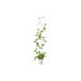 Treillage Anno métal noir / Set 8 hexagones modulables - Compagnie