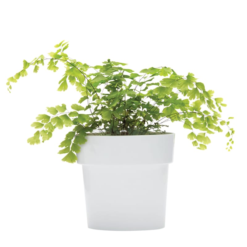 Décoration - Pots et plantes - Pot de fleurs Slim plastique gris / Ovale - Coupelle intégrée - Pa Design - Gris - Plastique dur