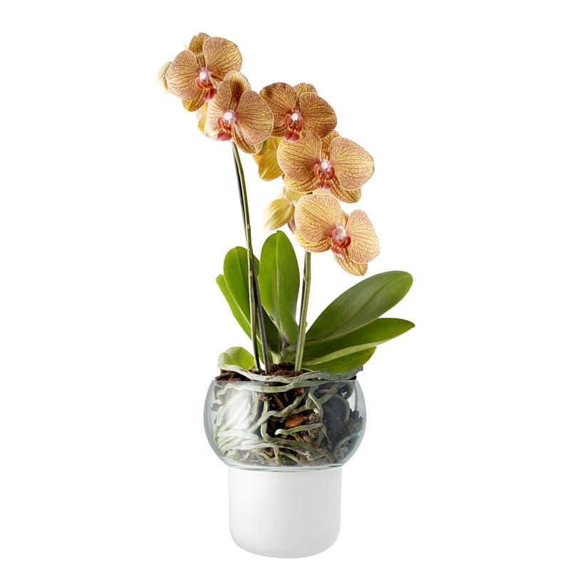 Décoration - Pots et plantes - Pot à réserve d\'eau  verre blanc Small Ø 13 cm / Pour orchidée - Eva Solo - Small Ø 13 cm / Blanc - Verre acidé, Verre soufflé bouche