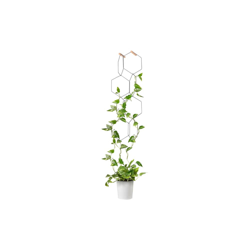 Treillage Anno métal noir / Set 8 hexagones modulables - Compagnie - Noir / Patères hêtre - Acier, Hêtre