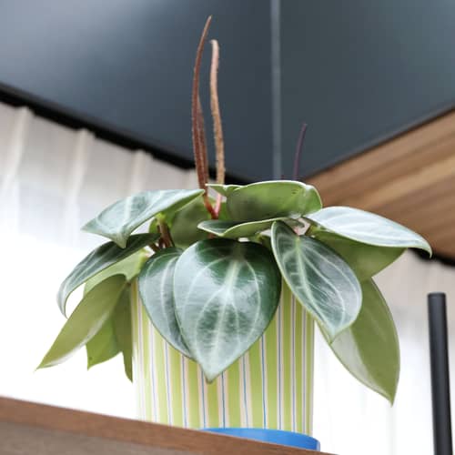 Blumentopf Ray keramik grün / Ø 16.5 x H 16,5 cm - Handbemalt - & klevering - Ø 16.5 x H 16,5 cm / Grün - Porzellan