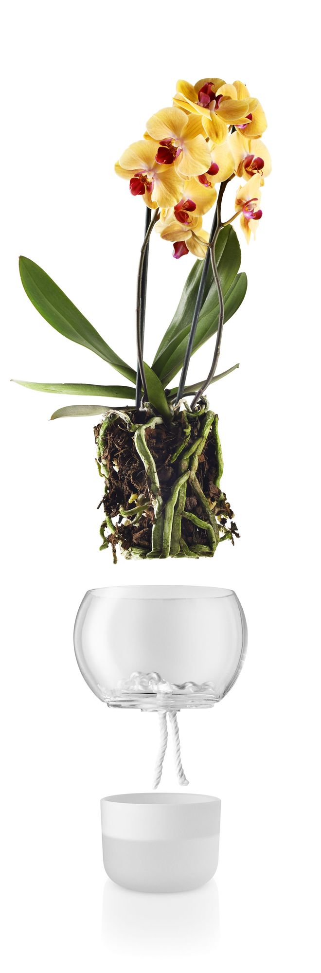 Orchidea bianca: orchidea pahalenopsis bianca in vaso