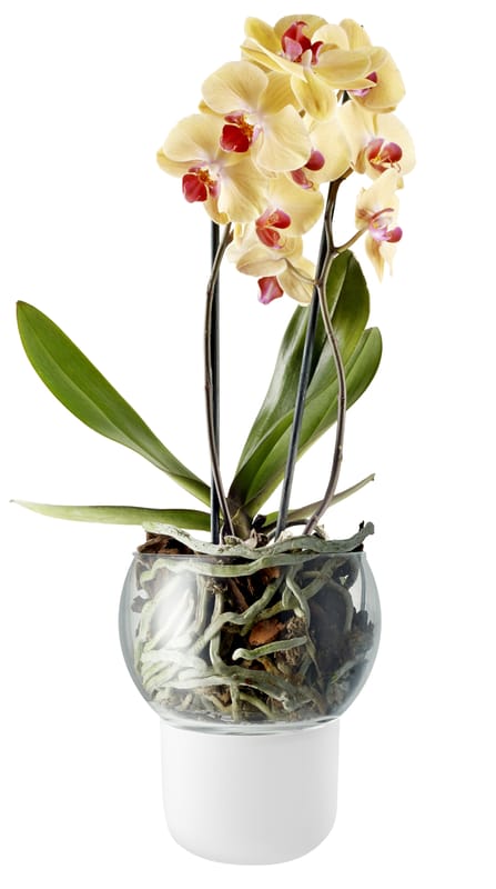 Dekoration - Töpfe und Pflanzen - Blumentopf mit Wasserreservoir  glas weiß groß Ø 15 cm / für Orchideen - Eva Solo - Groß Ø 15 cm / weiß - mundgeblasenes Glas, Opal-Glas
