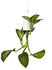 Sky Flowerpot - Polypropylene Large - H 18.7 cm / Upside down planter by Boskke