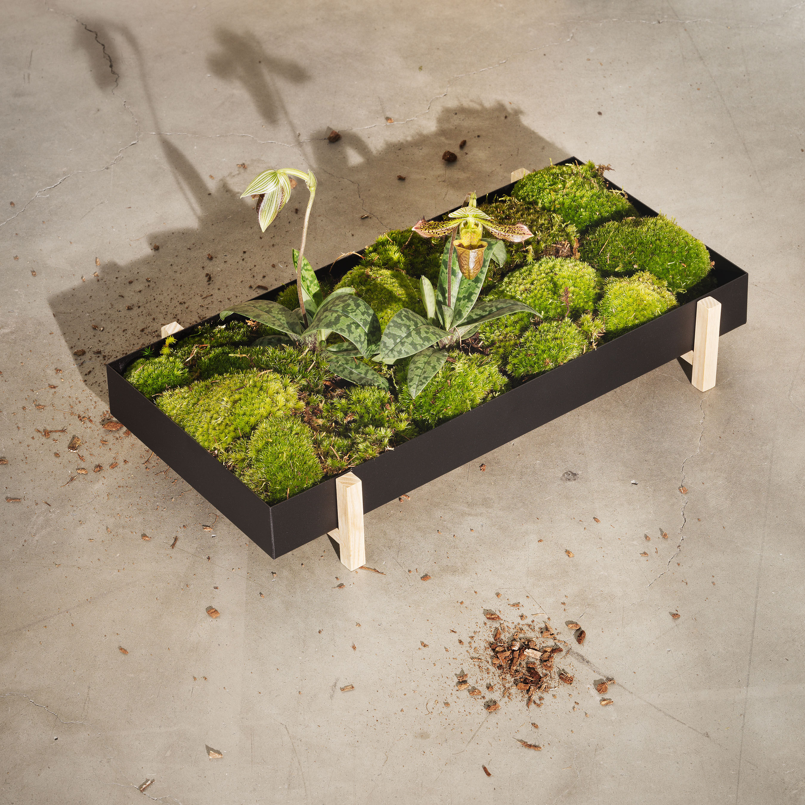 Blumentopf Botanic Tray von Stockholm House Design | Design naturesche Made - In schwarz