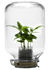 Serre autonome Jar / Mini caféier inclus - H 28 cm - Pikaplant