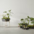 Botanic Tray Flowerpot - / Tray - 45 x 20 cm x H 4.8 cm by Design House Stockholm
