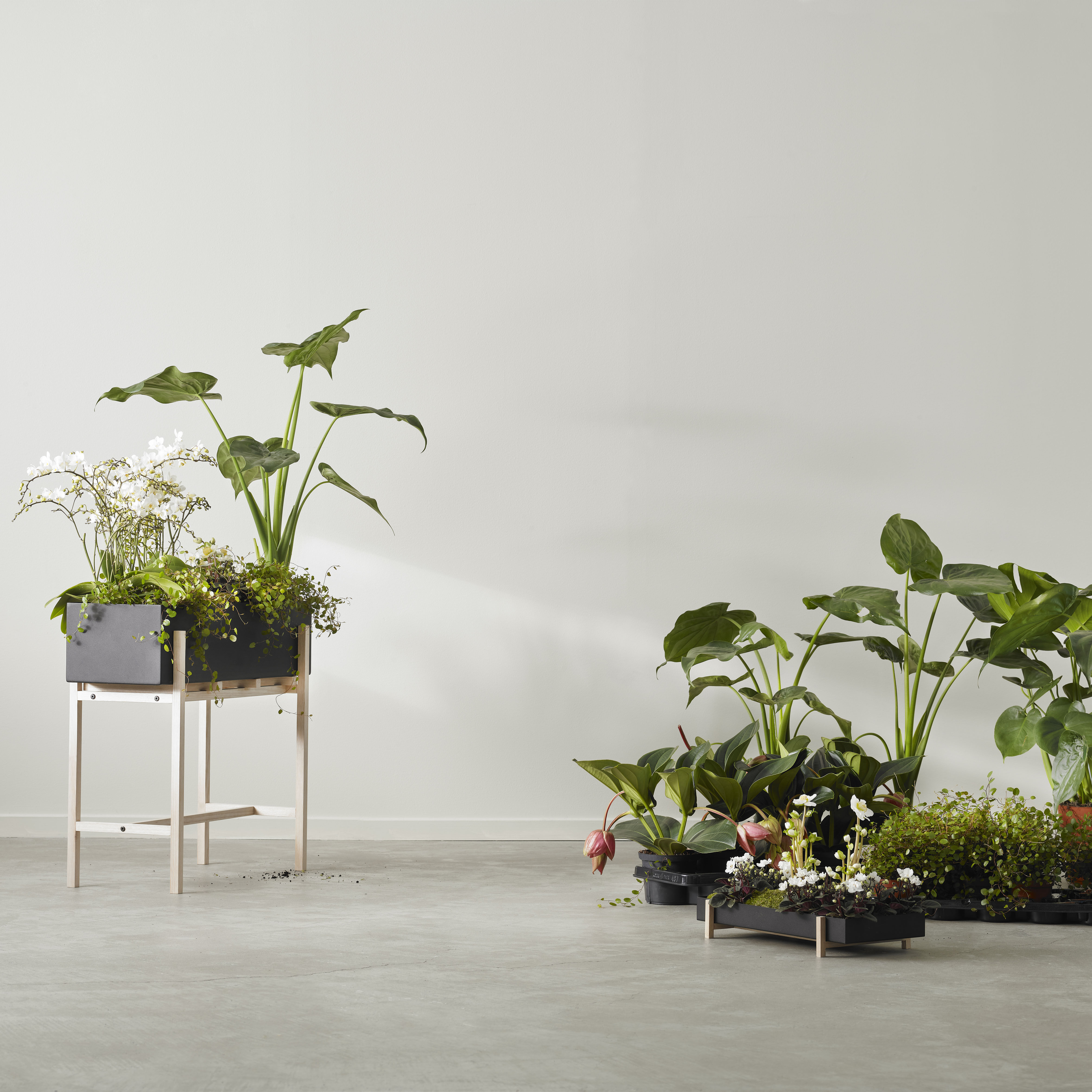 Blumentopf Botanic Tray metall schwarz / Tischplatte - 45 x 20 cm x H 4,8  cm - Design House Stockholm
