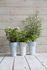 Pot de fleurs Slim / Ovale - Coupelle intégrée - Pa Design
