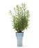 Vaso per fiori Slim - / Ovale - Coppetta integrata di Pa Design