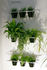 Etcetera Planter - Vegetal screen by Compagnie