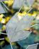 Paravento/divisorio Maria - set da 42 foglie di Casamania