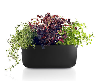 Hydro kräutertopf pot de fleurs dans superbe couleurs pour herbes fraîches dans la cuisine
