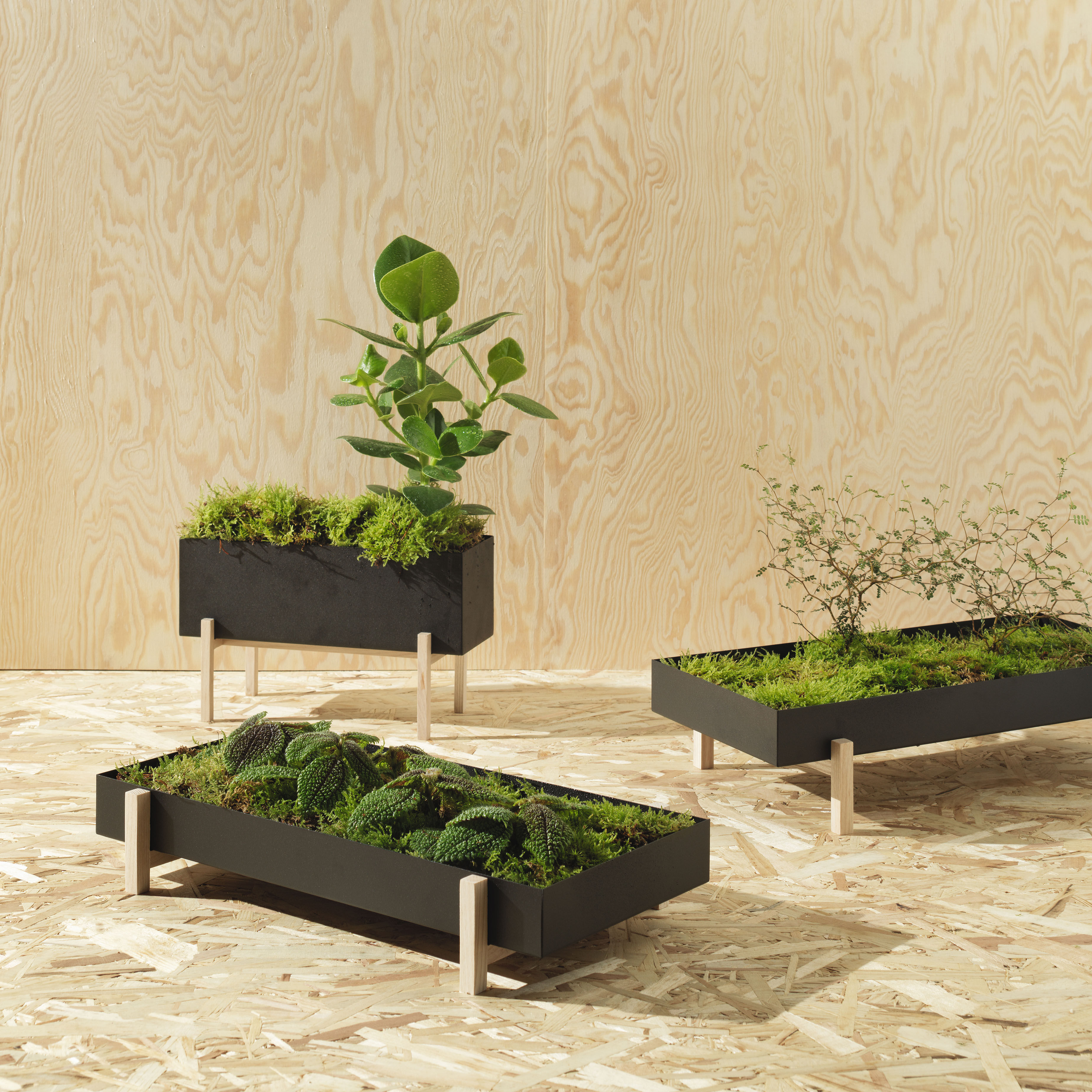Blumentopf Botanic Tray von Design House Stockholm - schwarz naturesche |  Made In Design