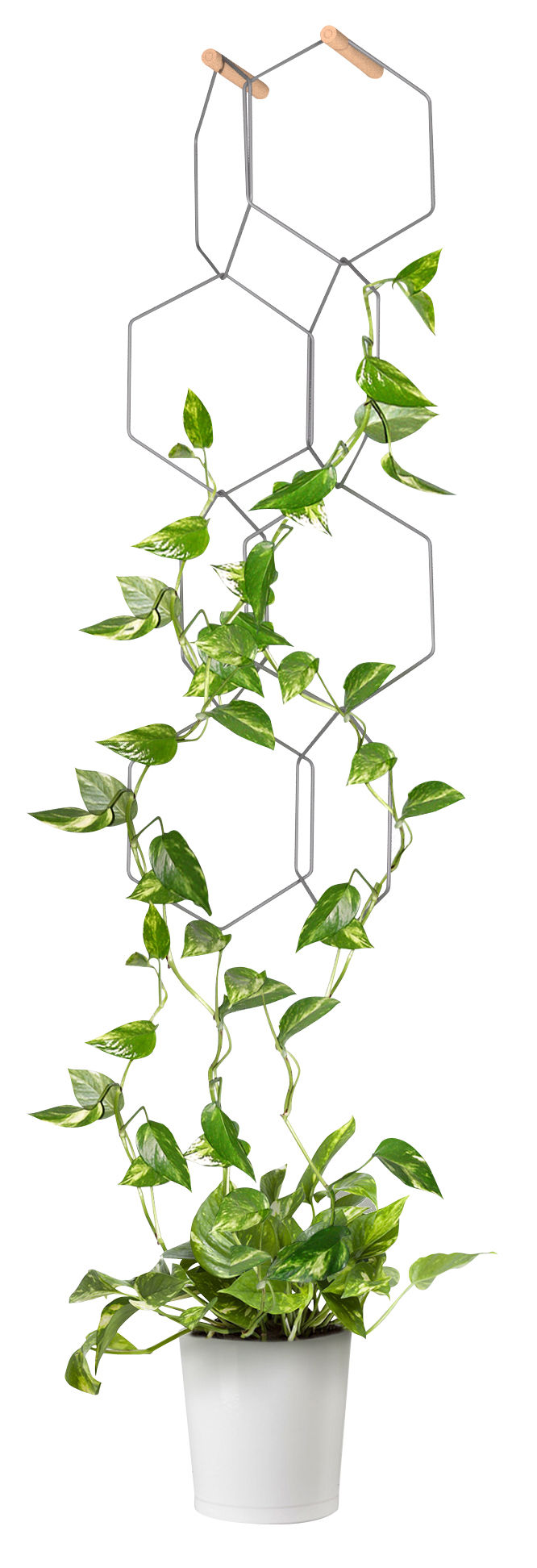 Tuteur plante grimpante, structure plantes grimpantes, vente en linge