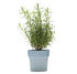 Slim Flowerpot - Oval - Integrated under-plate by Pa Design