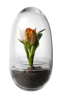 Déco - Pots et plantes - Mini serre Grow Large / Ø 12 x H 24 cm - Design House Stockholm - H 23 cm / Transparent - Verre soufflé bouche