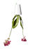 Sky Medium Hänge-Blumenkasten aus recyceltem Polypropylen - Medium (H 15 cm) - zum Aufhängen - Boskke
